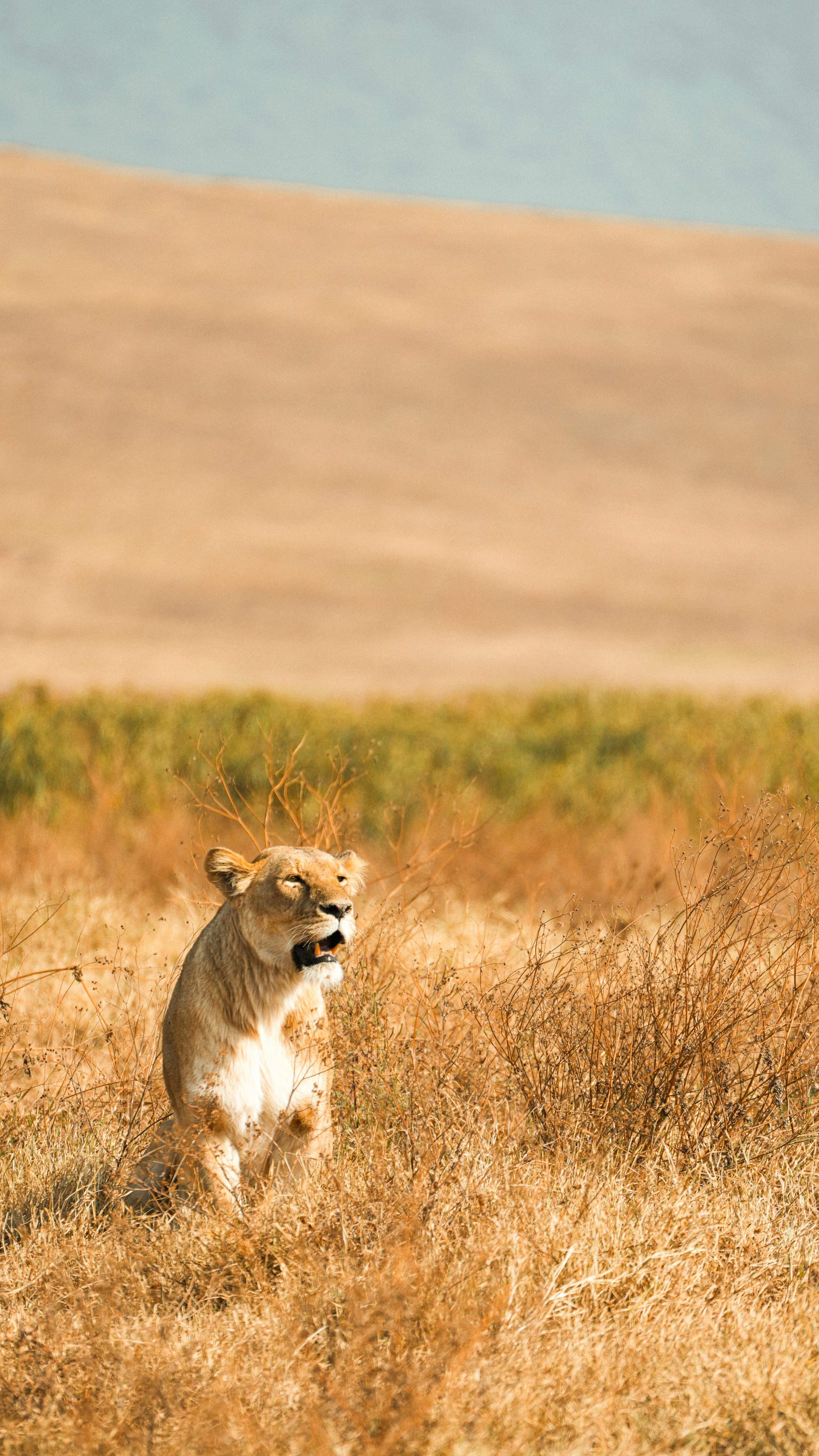 Elefanten in der Serengeti