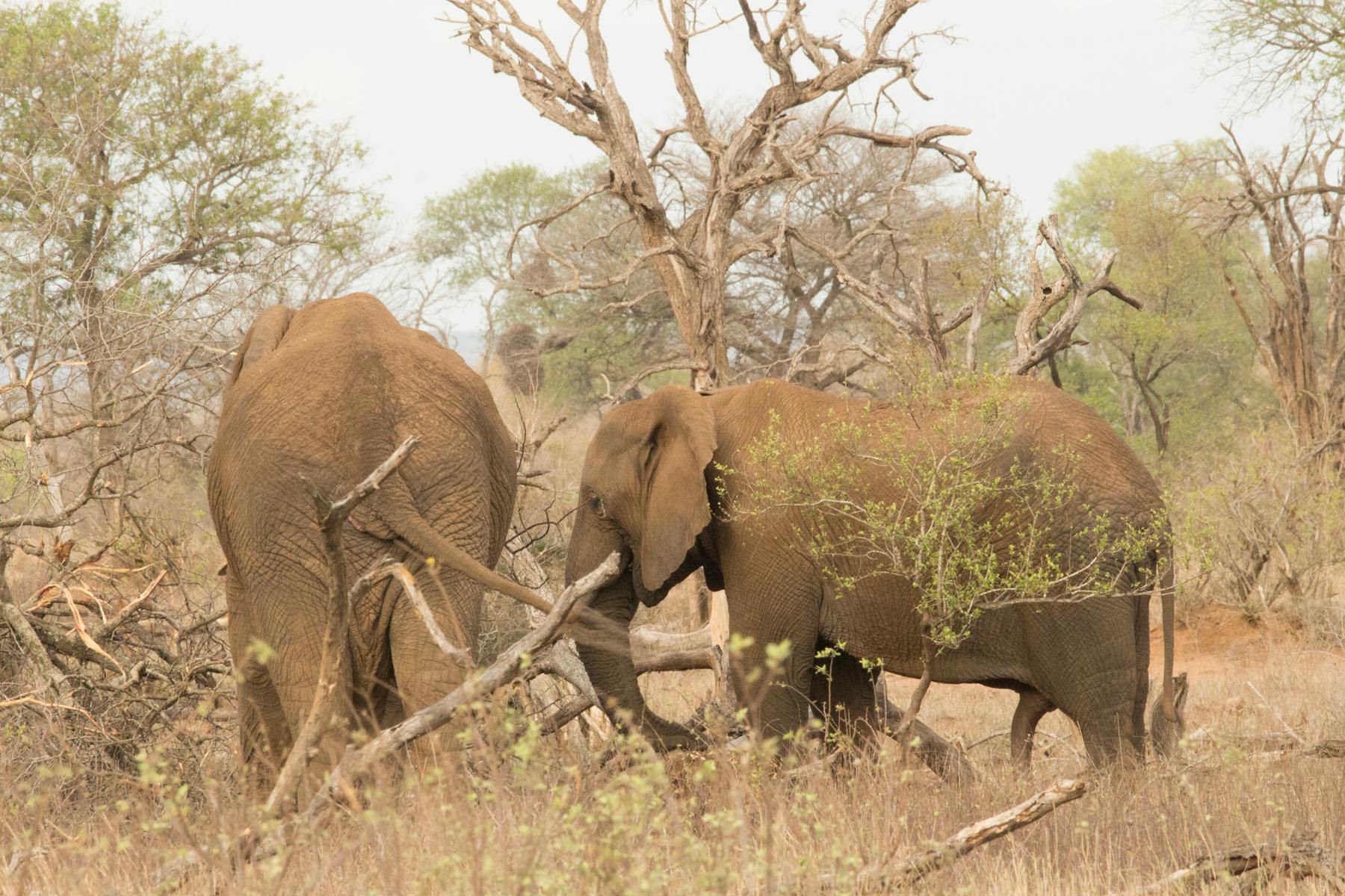 Rufiji-Fluss im Nyerere-Nationalpark mit Hippos