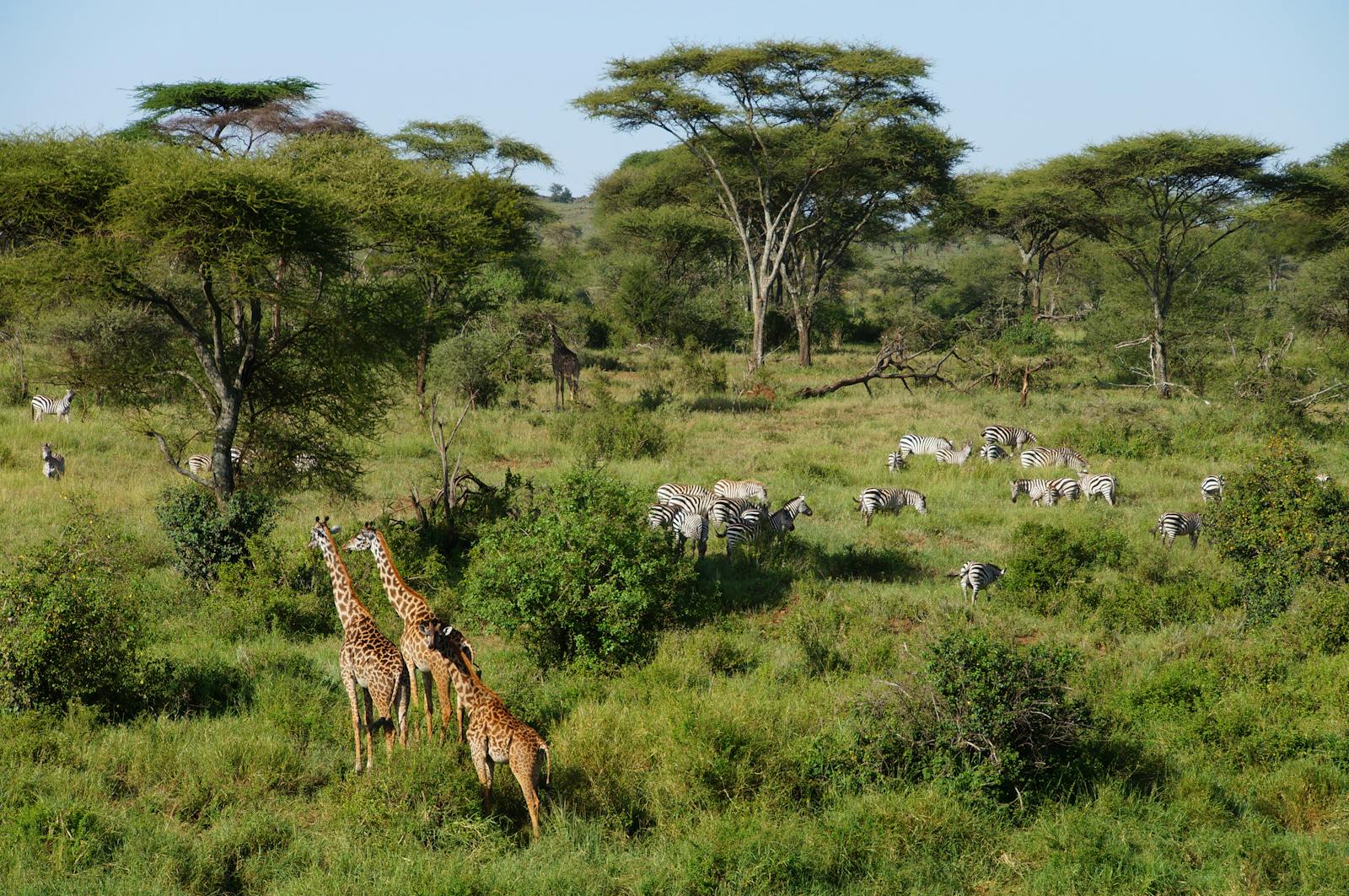 Giraffen und Zebras in der Savanne der Arusha-Region