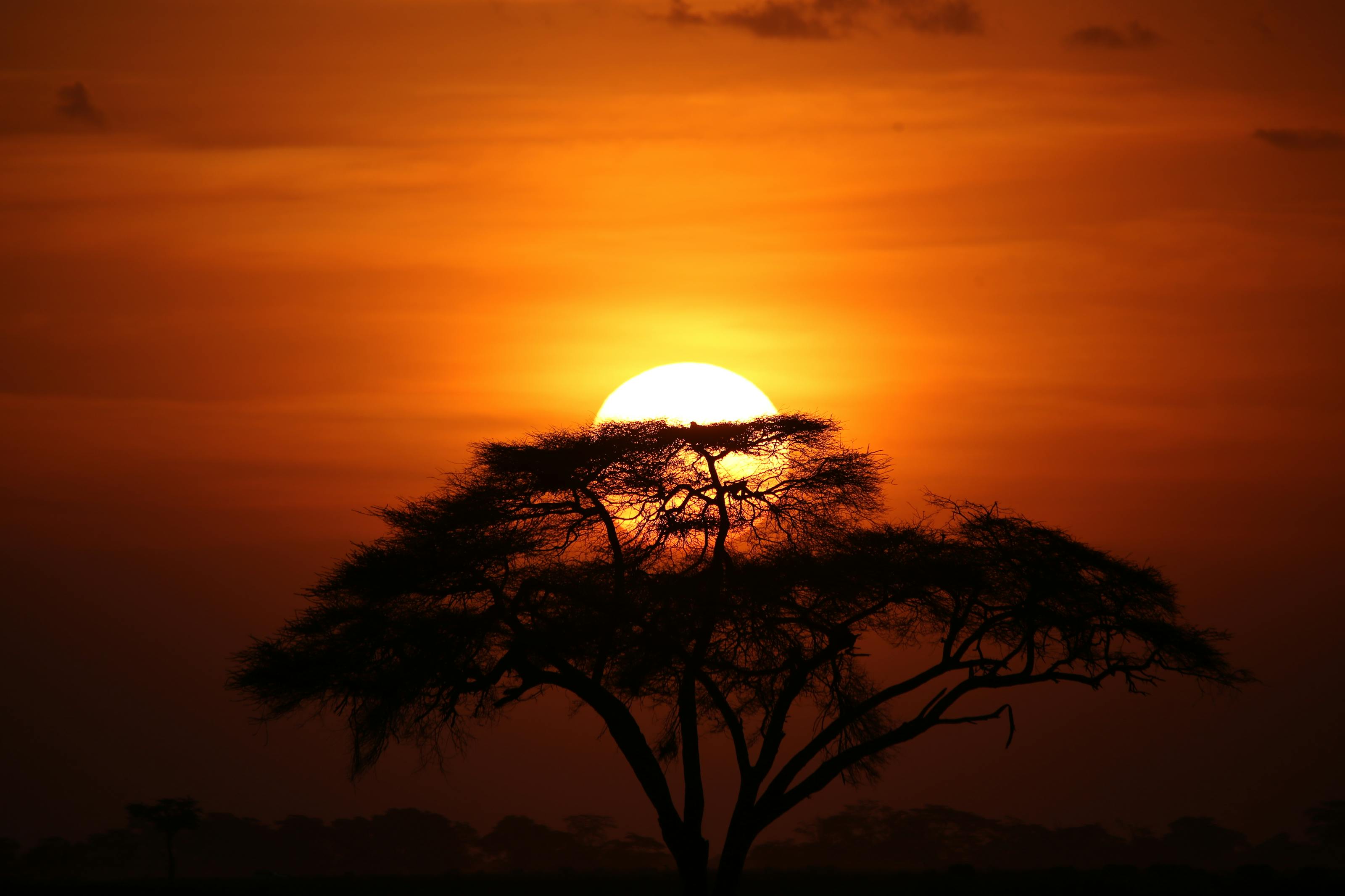 Löwe in der Baobab-Landschaft des Ruaha