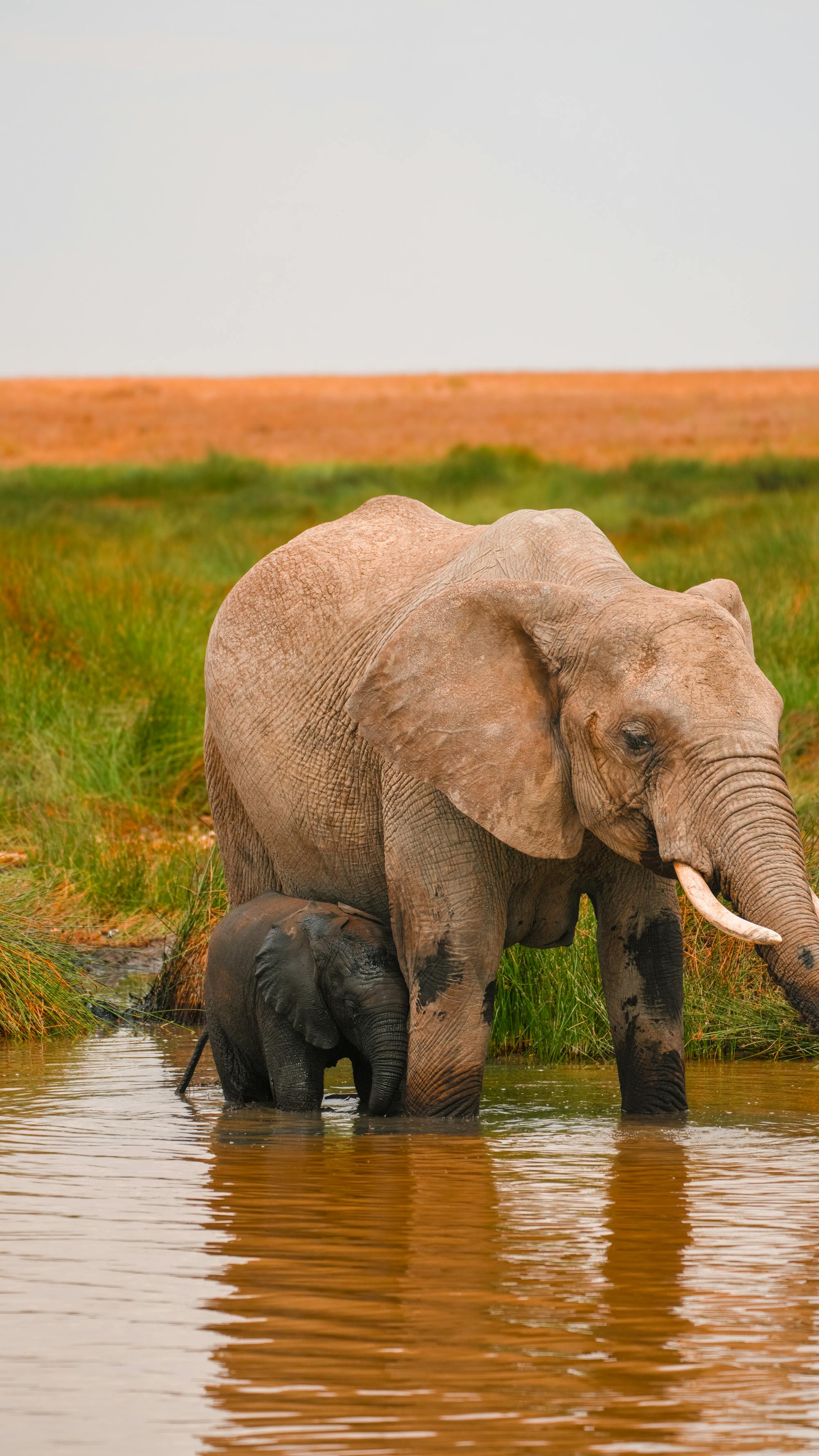 Rufiji-Fluss im Nyerere-Nationalpark mit Hippos